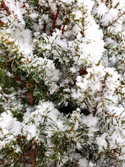 Snow covered fir branches as background