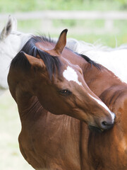 Scratching Horse