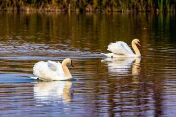 Two white swans on a lake. Swan on the lake close up. White swan in the pond of the city park.