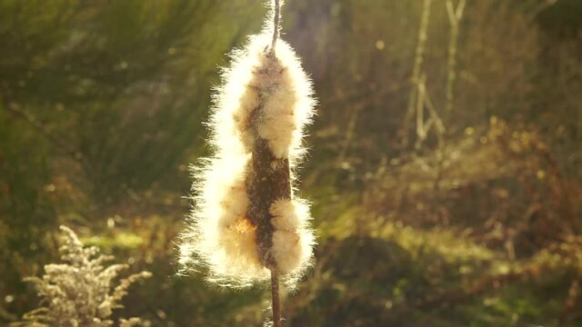 Breaking Reed Fluff รูปภาพRaupo – เลือกดูภาพถ่ายสต็อก เวกเตอร์ และวิดีโอ249 | Adobe Stock
