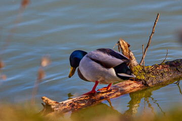 Birds and animals in wildlife concept. Amazing mallard duck swims in lake or river with blue water under sunlight landscape.