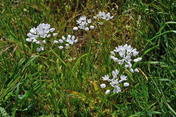 Allium neapolitanum Neapoliitan Garlic growing wild