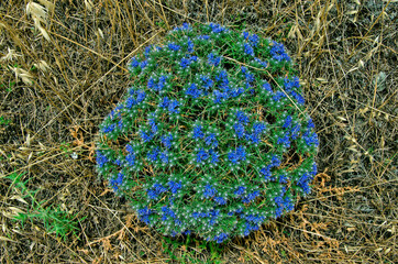 Cardopatium corymbosum growing wild in the Cyprus countryside