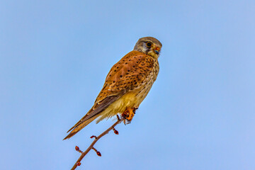 A Greater Kestrel perched in a tree in natural habitat .