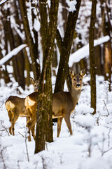 deer hiding in the forest in winter day