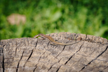 Dos lagartijas ibéricas comunes frente a frente en un tronco seco de madera, con hierba de fondo. Podarcis hispanicus