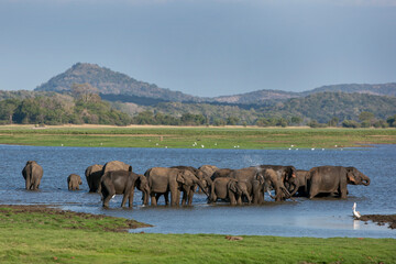 A herd of wild elephants bathing in the tank (man-made reservoir) at Minneriya National Park in the late afternoon. Minneriya National Park is located in central Sri Lanka, near the town of Habarana.