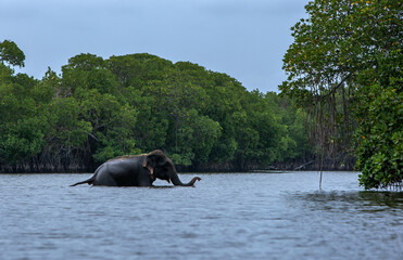 A wild elephant crosses past mangrove trees in the Pottuvil Lagoon in the late afternoon. Pottuvil is located on the east coast of Sri Lanka.