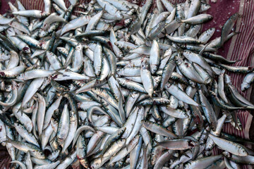 Sardine fish gathered on a sheet ready for sale on Arugam Bay beach in eastern Sri Lanka after they have been removed from fishing nets.