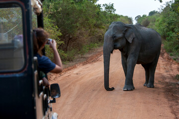 A lady takes a photo from a safari jeep of an elephant standing on the roadway within Yala National Park near Tissamaharama in southern Sri Lanka. - obrazy, fototapety, plakaty