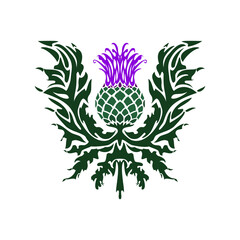 Thistle is the symbol of Scotland. Flower with leaves isolated on a white background