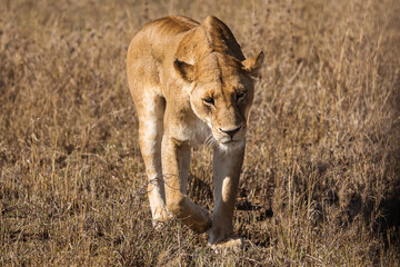 Closeup of a lioness coming straight to camera in the grass during safari in Serengeti National Park, Tanzania. Wild nature of Africa..