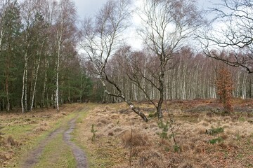 Planken Wambuis in the Netherlands