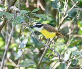 Social Flycatcher, Myiozetetes similis sitting on a tree in its natural habitat, Costa Rica