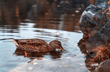 Wild duck in mountain lake. Mountain lake landscape. Beautiful autumn nature background for any purposes.