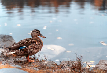 Wild duck in mountain lake. Mountain lake landscape. Beautiful autumn nature background for any purposes.