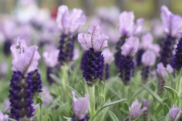 Schmetterlinglavendel