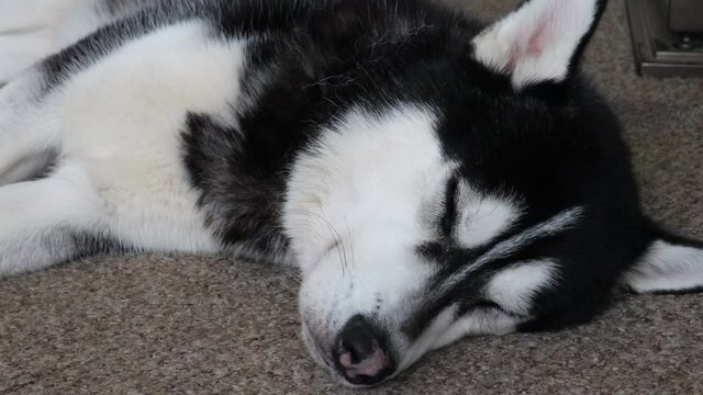 Closeup view of dogs face laying down sleeping on carpet in family home. Domestic pet resting with eyes closed. Head shot of adorable black and white dog with pointed ears. Beautiful Husky type breed