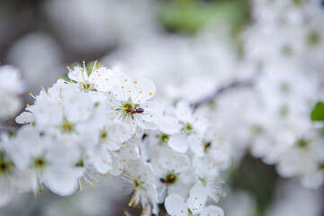 An ant on a white flower