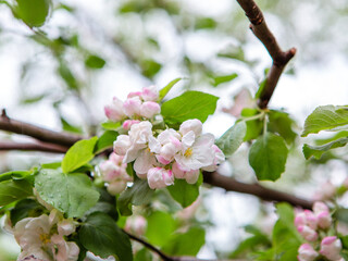 Fototapeta na wymiar Flowers on an apple tree branch in spring