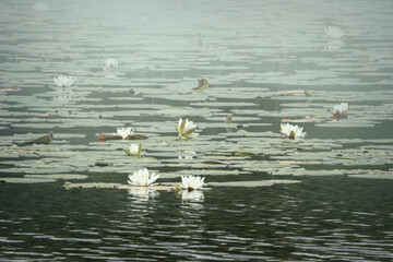 White Water-lilies in Haze on a Lake in County Kerry