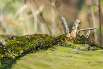 Green moss on the edge of the forest 