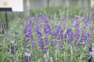 Obraz premium Lavendel