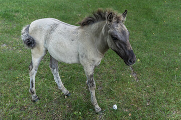 Foal of Polish primitive horse aka Konik aka Equus ferus caballus © Daniel Sztork