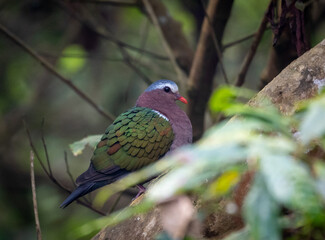 Emerald Pigeon in the Jungle