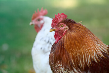 Red rooster in the garden with white chicken in background