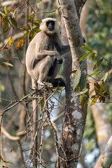 Obraz premium Langur Monkey in Tree