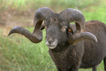 Close up of a ouessant sheep ram