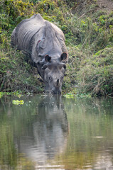 One Horned Rhino Drinking Water