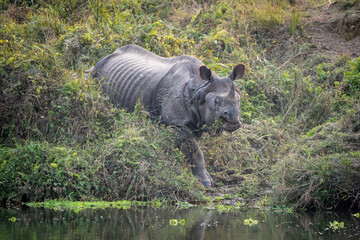 One Horned Rhino Eating Grass