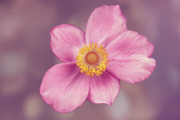 Honorine jobert flower pink version 