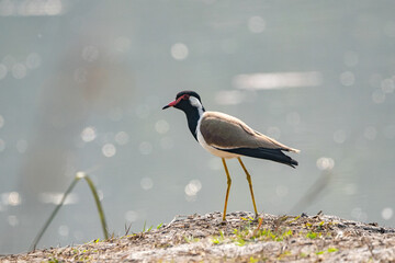 Red Wattled Lapwing
