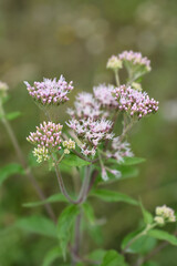 Hemp agrimony