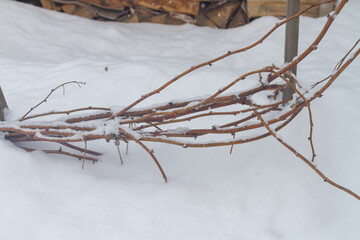 Bound and laid on the ground raspberry branches in winter in the snow