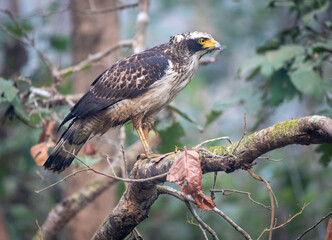 Serpent Eagle Perched in the Jungel