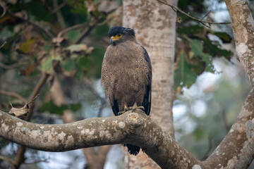 Serpent Eagle Perched in the Jungel