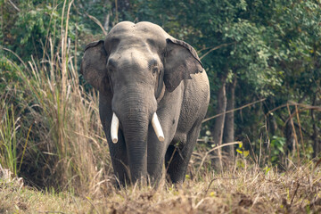Obraz premium Wild Elephant in the Jungle