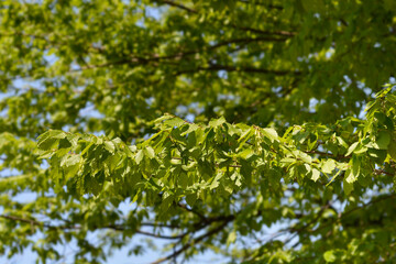 Common hornbeam