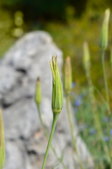 Common salsify