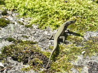 Eidechse im Moos