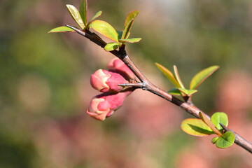 Japanese Flowering Quince
