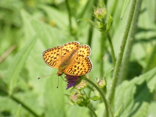 Perlmuttfalter auf Blume