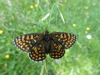 Schmetterling im Gras