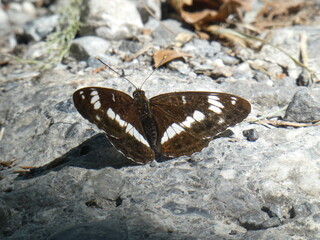 Kleiner Eisvogel auf Felsen