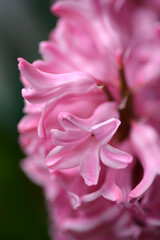 Fototapeta premium Common hyacinth