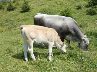 K&uuml;he auf Almwiese